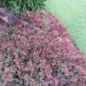 crassula multicava red, fairy crassula