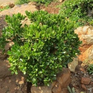 crassula ovata, jade plant