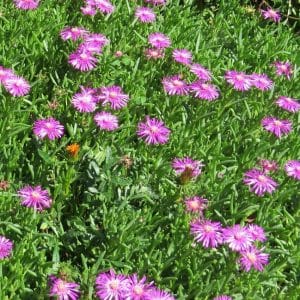 delosperma cooperii, vygie pink carpet