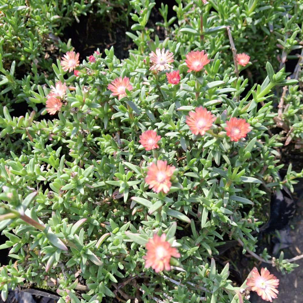 delosperma cooperii mix, vygie carpet