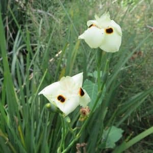 dietes bicolor, yellow wild iris