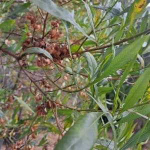 dodonaea viscosa 'augustifolia', dodonaea