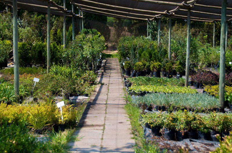 Plant Nurseries in Johannesburg Plant Nurseries in Johannesburg