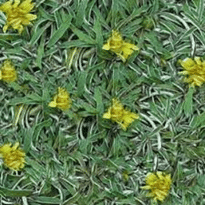 Dymondia margaretae, Silver Carpet