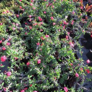 euphorbia milli, christ thorn