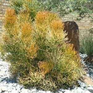 euphorbia tirucalli, sticks of fire