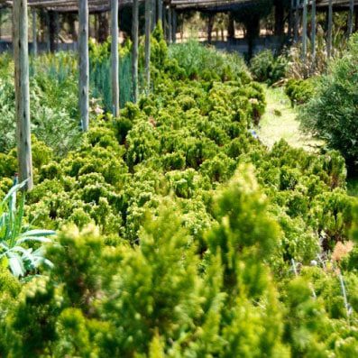 Evergreen Trees for Sale: How They Can Benefit Your Landscape