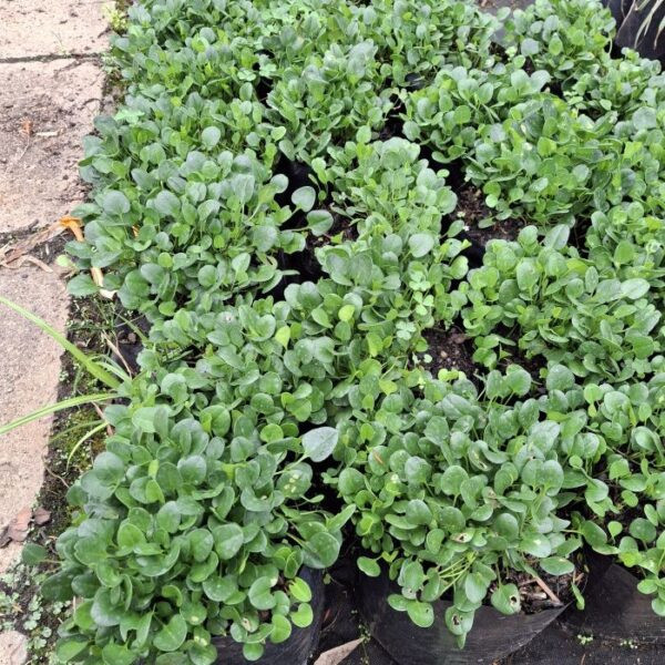 falkia repens