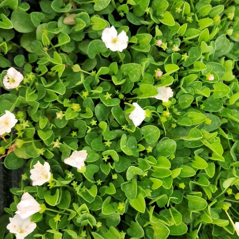 falkia repens