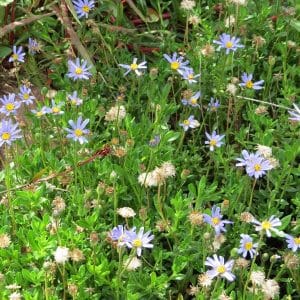 felicia amellioides blue