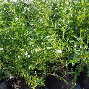 freylinia tropica white, white freylinia
