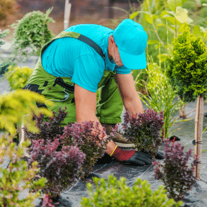 Garden Landscaping, Irrigation, and Plenty of Plants