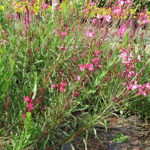 gaura lindheimeri pink, pink gaura