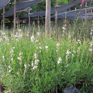 gaura lindheimeri white, white gaura