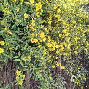 gelsemium sempervirens, caroline jasmine