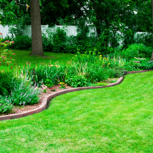 bush and lawn