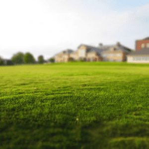 Ground Covers to Grasses