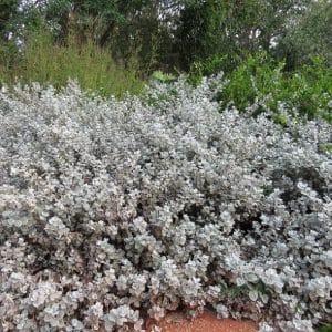 heliochrysum petiolare, silver bush