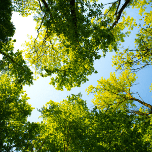 Myths About Indigenous Trees