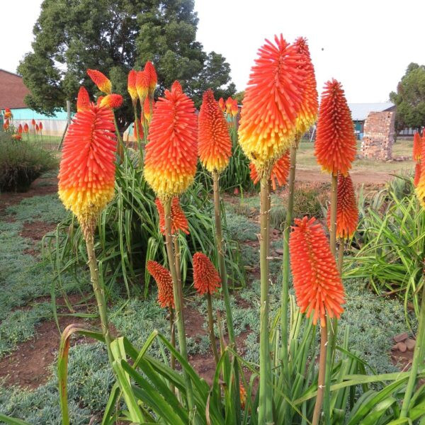 kniphofia praecox, red hot poker