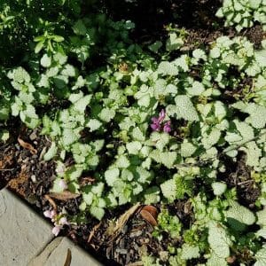 lamium variegatum, golden dead nettle