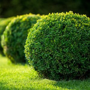 Outdoor Plant Landscaping Ideas: Transforming Your Outdoor Space with Plants