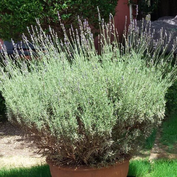 lavandula margaret roberts, lavender