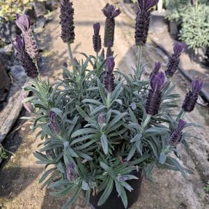 lavandula stoechas, french lavender