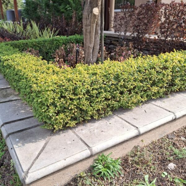 ligustrum undulatum, box leaf privet