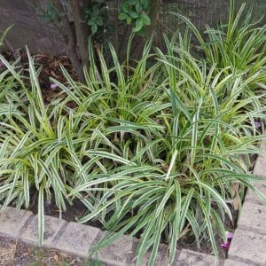 liriope muscari variegata, turf lilly