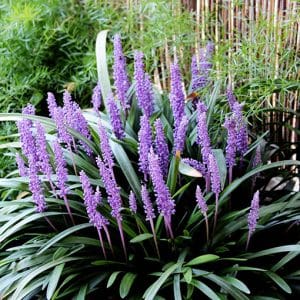 liriope muscari green, lilyturf