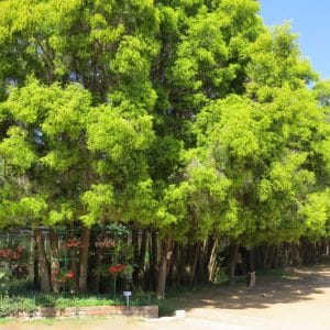 melaleuca bracteata, johannesburg gold
