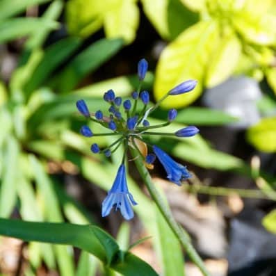 Plants | Gardening Guide for Beginners
