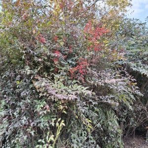 nandina domestica, sacred bamboo