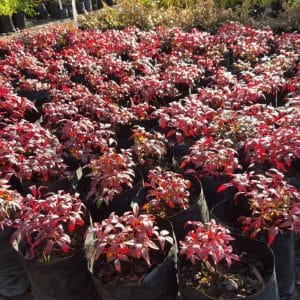 nandina domestica pygmaea, dwarf heavenly bamboo