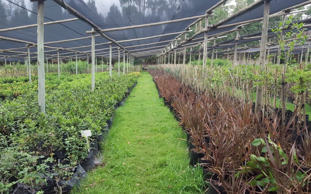 Nursery in 2021