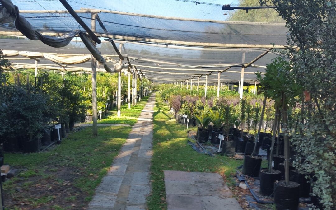 Meander Through a Nursery in Winter