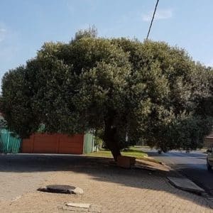 olea africana, wild olive