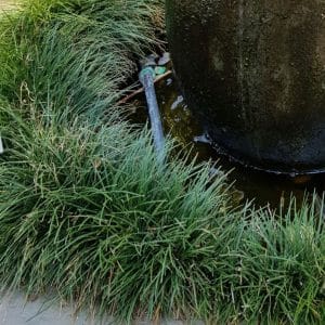 ophiopogon japonicus, mondo grass
