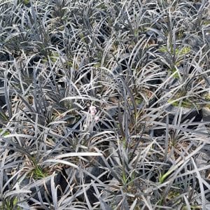 ophiopogon planiscapus, black mondo grass