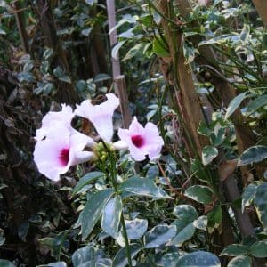 pandorea jasminoides rosa, bower vine