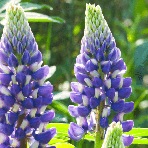 perennials
