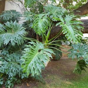 philodendron selloum, elephant ears