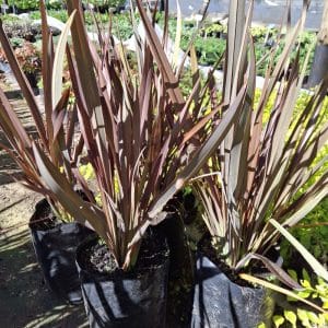 phormium fire chief