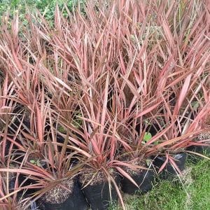 phormium flamingo