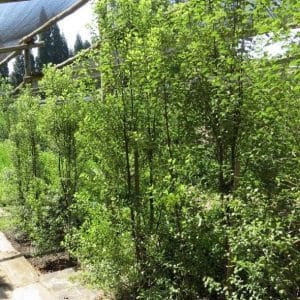 pittosporum tenuifolium, kahuhu