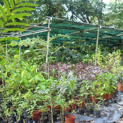 Plants For Sale