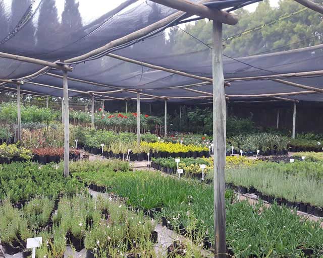 What You Can Buy Online: Online Plant Shop