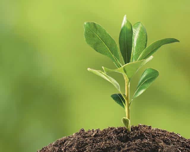 Trees For Sale For A Healthy Environment