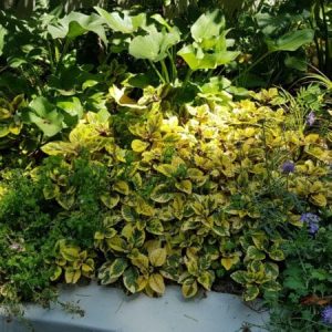 plectranthus ciliatus gold, easy gold